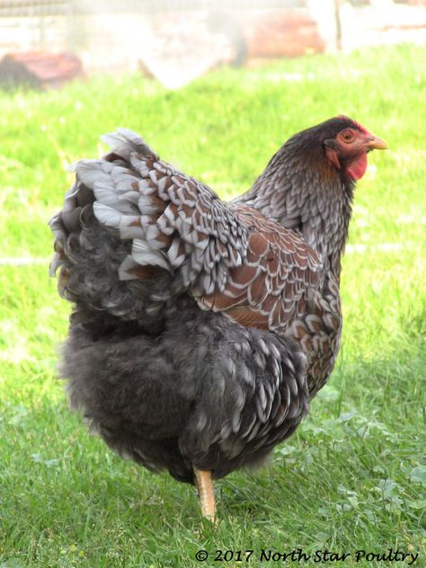 Blue Laced Red Wyandottes - North Star Poultry Blue Laced Wyandotte, Wyandotte Rooster, Wyandotte Chickens, Blue Laced Red Wyandotte, Light Brahma, Laced Wyandotte, Wyandotte Chicken, Chicken Bucket, Chicken Poop