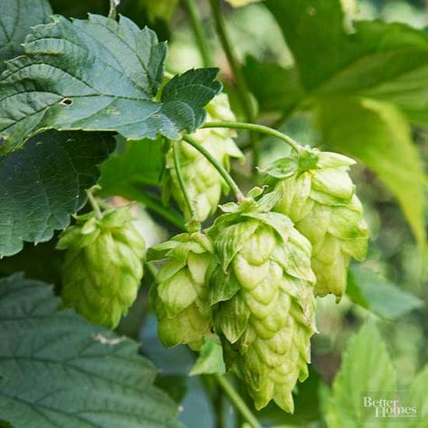 Want to make your homemade brew even better? Try growing hops, an essential ingredient in beer! Find out more about what hops are, what the different varieties of hops are, how to grow hops, and how to care for hops by each season. Hops Vine, Hops Plant, Hop Flower, Humulus Lupulus, Garden Vines, Have Inspiration, How To Attract Birds, How To Make Beer, Flowering Vines