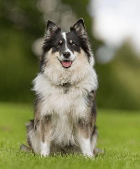 16 Types of Shepherd Dogs - Breed Information & Profiles Types Of Shepherd Dogs, Miniature German Shepherd, Miniature American Shepherd, German Shepherd Breeds, Dog Meet, American Shepherd, Shepherd Dog Breeds, Belgian Shepherd, Australian Shepherd Dogs