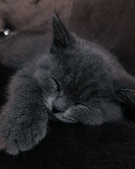 Gray Cat, Cute Cats Photos, Cat Icon, Cat Aesthetic, Cute Animal Photos, Cute Cats And Dogs, Silly Cats, Pretty Cats