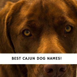 Dog Names Archives - We Love Doodles Cajun Names, Male Pet Names, Beachy Dog Names, Marvel Names For Dogs, Powerful Dog Names, Dog Names Food Related, Dog Names Disney, Boy Dog Names, Hunter Dog