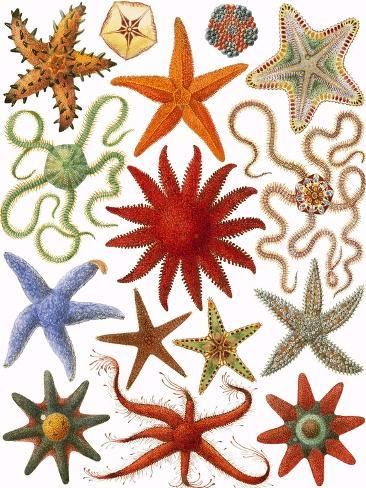 size: 12x9in Giclee Print: Starfish by English School : Starfish Printable, Squiggle Art, Starfish Wall Art, Tattoo 2024, Starfish Design, Sea Stars, Stella Marina, Design Aesthetics, Collage Poster