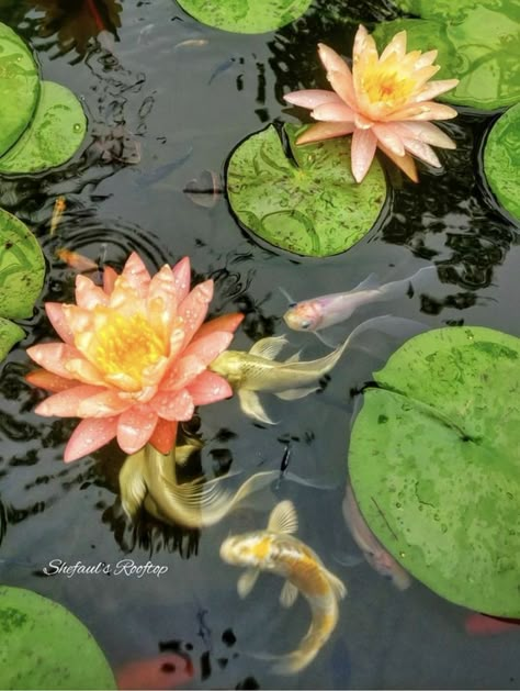 Water Lilly Aesthetic, Koi Fish Lily Pads, Lillie Flower, Lilly Illustration, Lillys Flowers, Lilly Aesthetic, Lilly Painting, Lillies Flowers, Flower Lilly