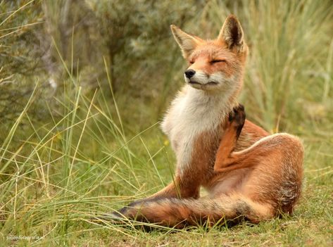 Fox Reference Photo, Maned Wolf Drawing, Maned Wolf Art, Fox Poses, Fox Reference, Poses For Artists, Tattoo Deer, Animal Poses, Maned Wolf