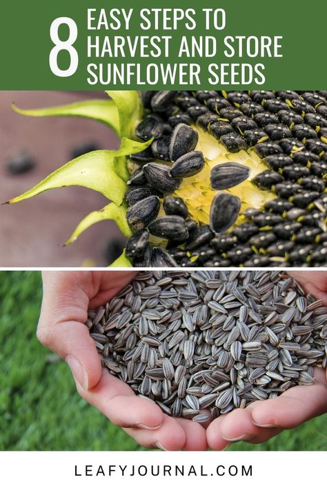 Discover the joy of harvesting and storing sunflower seeds with our easy 8-step guide!Learn how to gather and preserve these golden beauties for delicious snacks or planting next season. Growing Sunflowers From Seed, Harvesting Sunflower Seeds, Growing Sunflowers, Plant Problems, Delicious Snacks, How To Store, Sunflower Seeds, Outdoor Plants, Yummy Snacks