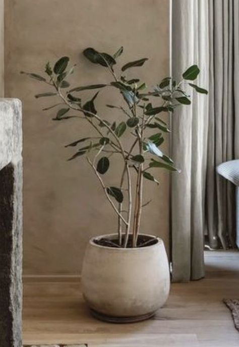 Japandi Indoor Plants, Japandi Style Indoor Plants, Scandi Plant Decor, Scandi Plants, Japandi Plants Living Room, Japandi Plant Pot, Japandi Style Vases, Large Vases Decor, Tree Interior