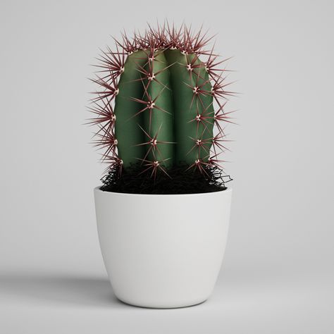 House Cactus, Cactus In A Pot, Types Of Cactus Plants, Cactus In Pot, How To Grow Cactus, Kaktus Dan Sukulen, Christmas Cactus Plant, Cactus House Plants, Cactus Terrarium