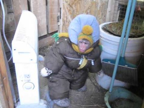 A Tiny Monkey in a Snowsuit Hops Out Into the Snow to Check on the Goats and Chickens Monkey In Clothes, Upcycle Home, Tiny Monkey, Animal Themed Jewelry, Monkey Pictures, Diy Upcycle, Cute Monkey, Pet Chickens, Like Animals