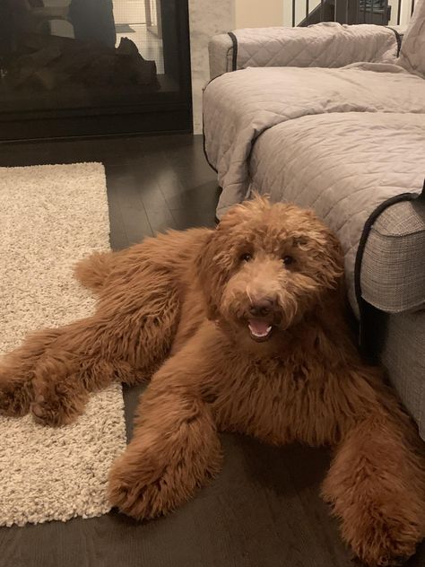 I need a haircut!! Pretty Goldendoodles Groodle dogs #goldendoodles Groodle Full Grown, Puppy Labradoodle, Golden Doodles, Kids Science, Dream Dog, Golden Doodle, Goldendoodle Puppy, A Haircut, Standard Poodle