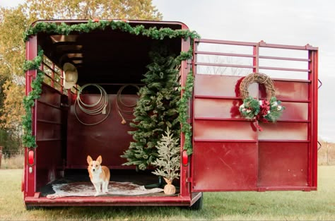 Mini Horse Christmas Pictures, Horse Trailer Photoshoot Christmas, Cow Trailer Christmas Pictures, Horse Trailer Christmas Minis, Trailer Christmas Photoshoot, Horse Trailer Christmas Photoshoot, Stock Trailer Christmas Photos, Cattle Trailer Christmas Photos, Stock Trailer Photoshoot