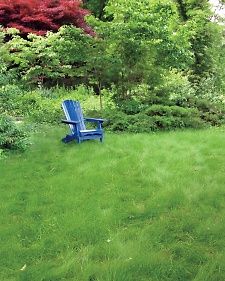 Grassless Yard, Sustainable Lawn, Lawn Replacement, Fescue Lawn, Garden Tiller, Replace Lawn, Grass Alternative, Lawn Ideas, Pergola Pictures