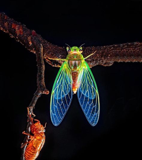 A lovely, freshly molted cicada specimen. Cicada Photography, Colorful Spiders, Insect Photos, Cute Critters, Door Mural, Cool Insects, Insect Wings, Insect Photography, Moth Tattoo