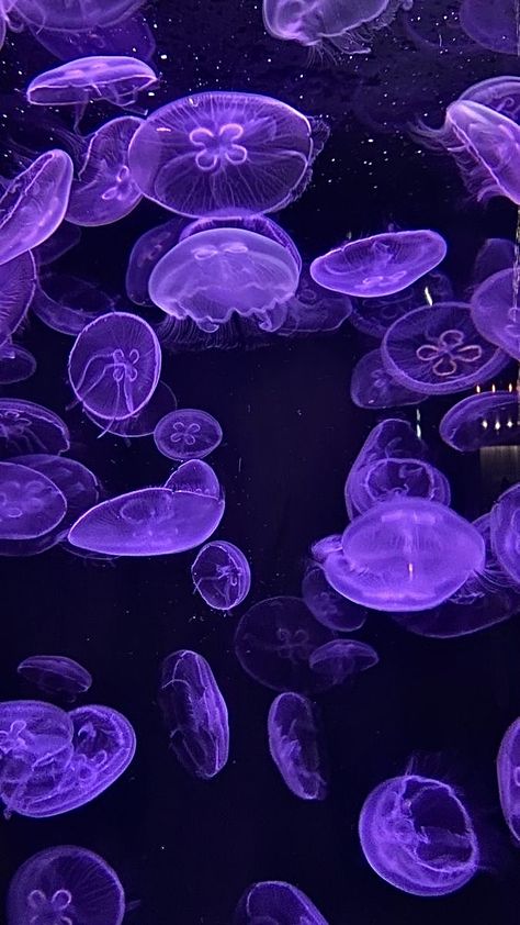 Purple Jellyfish Wallpaper, Pink Jellyfish Wallpaper, Purple Jellyfish, Jellyfish Pictures, Jellyfish Aquarium, Pink Jellyfish, Images Hello Kitty, Dark Purple Wallpaper, Jellyfish Art