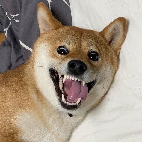 Mood Coffee, Shiba Puppy, Marketing Automation, Dogs Of The World, Daily Memes, Shiba Inu, Dog Days, Puppy Love, Dog Training