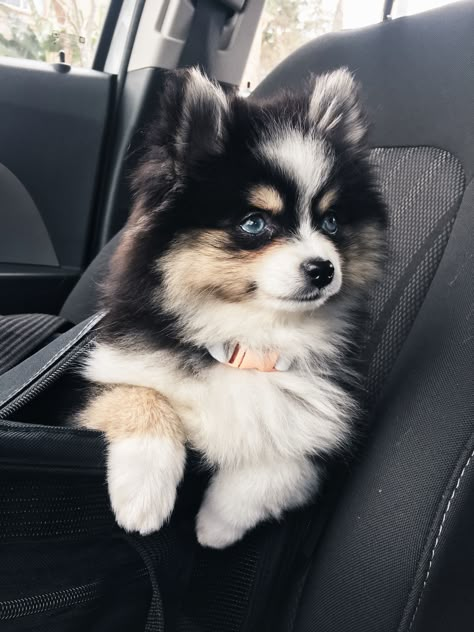 Pomeranian Husky Pomsky, Pomskies Puppies, Pomsky Full Grown, Cute Pomsky, Big Dogs Breeds, Pomsky Puppy, Cute Puppy Names, Pomsky Dog, Biggest Dog In The World