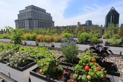 Spectacular Rooftop Gardens: These sky-high urban green spaces and edible gardens will grow on you. Pergola Shade Diy, Garden Ideas To Make, Garden Architecture, Garden Pictures, Rooftop Garden, Roof Garden, Green Roof, Growing Food, Edible Garden