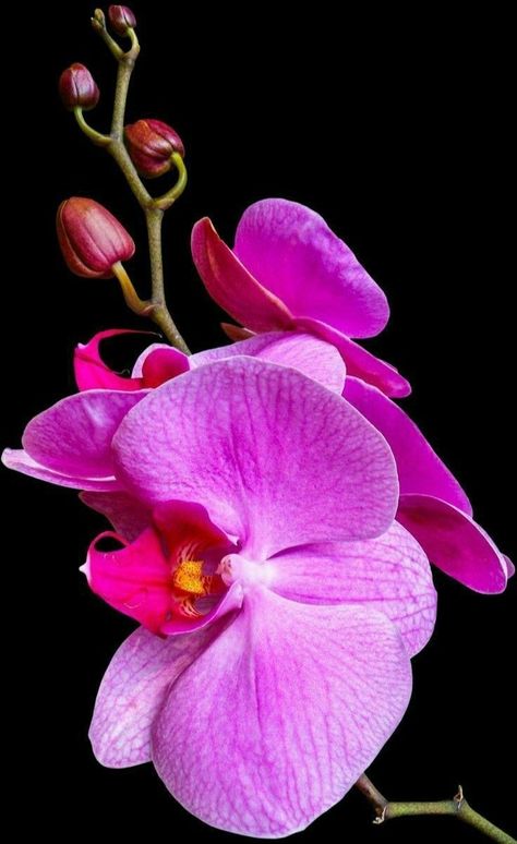 Orkide Flower, Orchid Background, Orchid Photography, Floristry Design, Foto Transfer, Unusual Flowers, Phalaenopsis Orchid, Purple Orchids, Beautiful Orchids