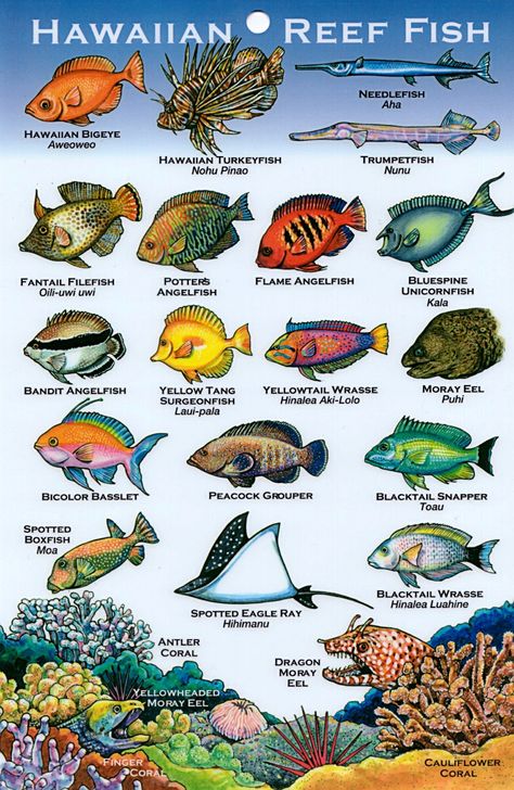 Hawaii Reef Fish #2. Well not art but interesting! Fish Names, Fish Chart, Coral Reef Fish, Hawaiian Fish, Fish Poster, Reef Fish, Hawaii Homes, Hawaii Life, Aloha Hawaii