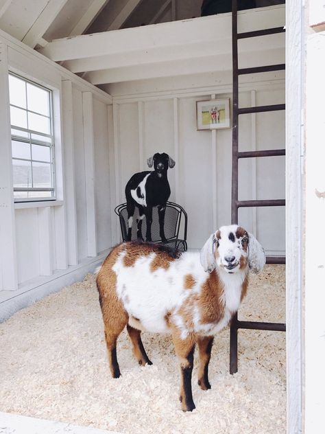 Raising Goats: Keeping their barn clean — Boxwood Avenue Goat Fencing, Milk Goats, Keeping Goats, Goat Shed, Goat Shelter, Goat Pen, Goat House, Feeding Goats, Goat Care