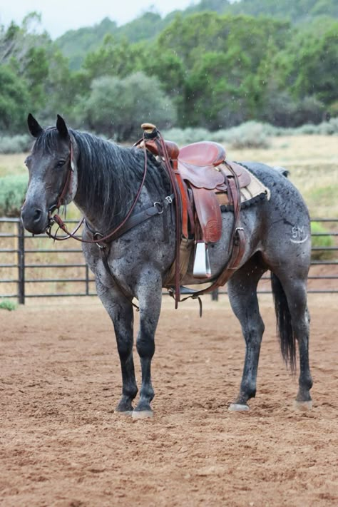 Cute Western Horses, Hores Pic, Ranch Horse Tack, Pretty Horse Pictures, Western Horse Photography, Mustangs Horse, Roping Horses, Blue Roan Quarter Horse, Horse Tack Western