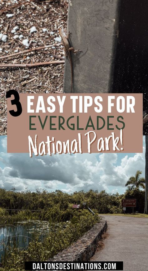 Florida National Parks, Florida Keys Road Trip, Florida Adventures, North America Travel Destinations, The Everglades, Everglades Florida, American Alligator, Florida Trip, Everglades National Park