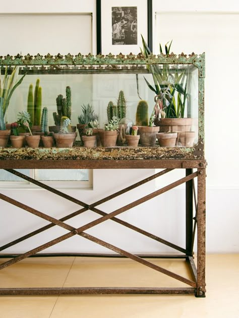 Plantopedia-Terrarium-Antique-Aquarium Indoor Gardens, Planter Ideas, Cactus Y Suculentas, Succulents Garden, Cacti And Succulents, Plant Life, Indoor Garden, Backyard Garden, Green Thumb