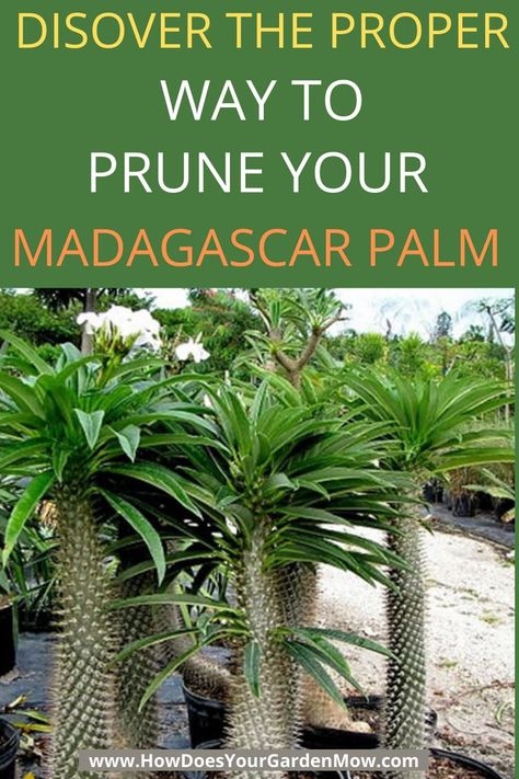 Madagascar Palm Tree, Plants In The Home, Madagascar Palm, Plant Diy, Home Plants, Houseplant Care, Bonsai Seeds, Cactus Care, Florida Gardening