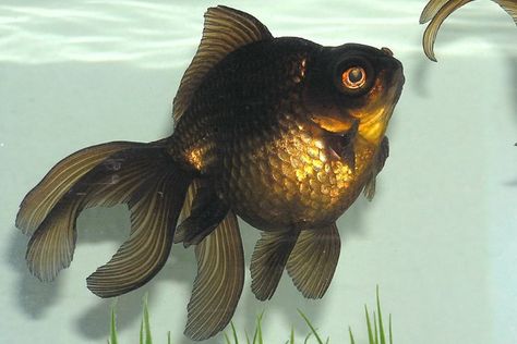 Goldfish Care, Black Goldfish, Karp Koi, Goldfish Types, Fantail Goldfish, Fish Information, Pet Goldfish, Fancy Goldfish, Goldfish Tank