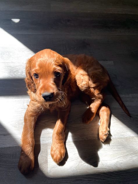 #irish #irishsetter #gordonsetter #puppy #redsetter #puppygirl #puppies #cutebabyanimals Gordon Setter Puppy, Irish Setter Puppies, Ginger Dog, Irish Wolfhound Puppies, Irish Setter Puppy, Setter Puppies, Dream Puppy, Irish Setter Dogs, Irish Setters