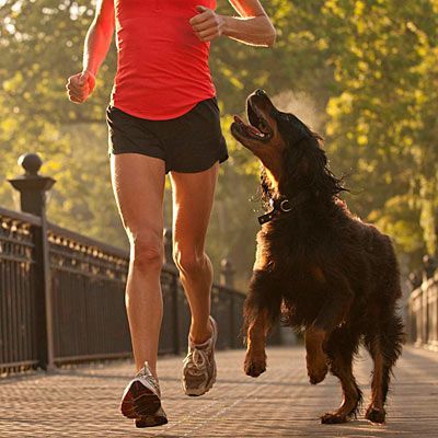 National Running Day can be a good excuse to enjoy a fun run with your dog. Running Partner, Top Dog Breeds, Running Day, It's Too Hot, Hiking Dogs, Dos And Don'ts, Dog Agility, Workout Pictures, Sporting Dogs