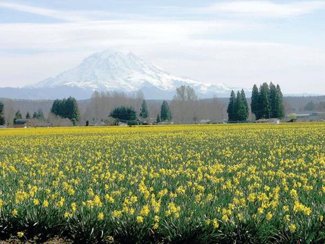 Puyallup Washington, Mount Rainier National Park, Rainier National Park, Childhood Nostalgia, Murals Street Art, Union Station, New Place, State Fair, Natural Scenery