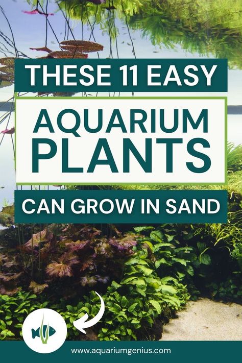 There are several aquarium plants that grow in sand. It's essential that you pick the right option for a sandy substrate, as this will make or break your aquarium. On this page I've created a list of 11 simple aquarium plants that do well in sand! Aquarium Soil, Malawi Cichlids, Freshwater Plants, Aquarium Sand, Freshwater Aquarium Plants, Fish Garden, Aquatic Garden, Fresh Water Fish Tank, Aquarium Landscape