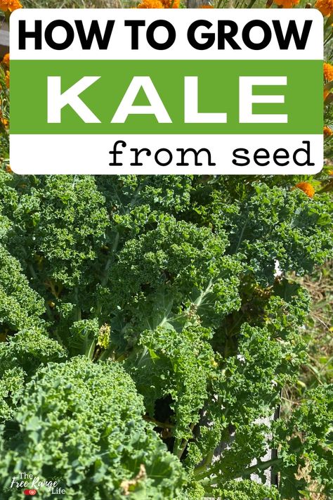 How To Grow Kale, Grow Kale, Smoothie Kale, Kale Plant, Growing Kale, Salad Kale, Growing Tomatoes In Containers, Hydroponic Growing, Indoor Vegetable Gardening