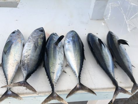 Fish Market Photography, Korean Fish Market, Fresh Fish Market, Silver Arowana, Paia Fish Market Maui, Live Bait, Food Insecurity, All Fish, Fish Market