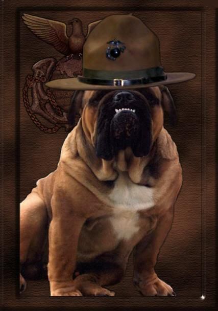 The Marine Corps Mascot-Sarge! Marine Devil Dog Marine Corps Birthday, Once A Marine, Dogs Pictures, Military Working Dogs, Marine Wife, Devil Dogs, Dog Picture, Marine Mom, Military Dogs