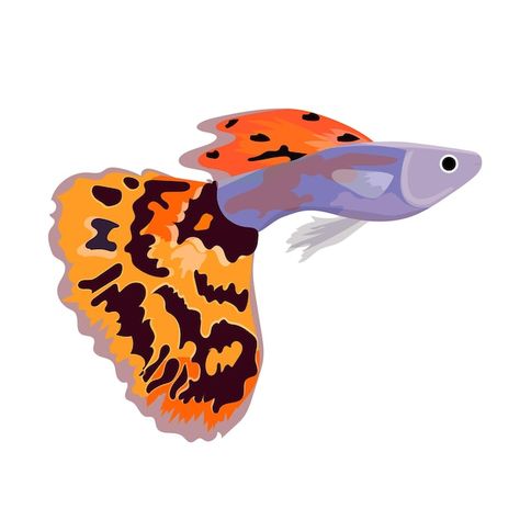 Fish Illustrations, Guppy Fish, Fish Icon, Fish Illustration, Flat Illustration, Motocross, Premium Vector, Graphic Resources, Fish