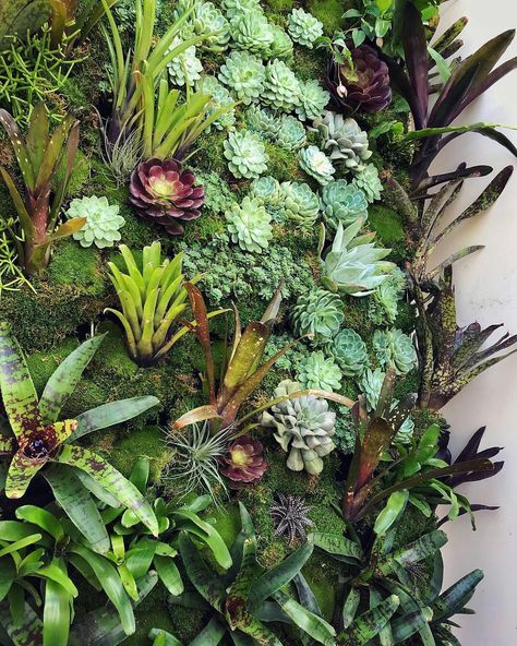 Florafelt Pro System for a Pacific Heights Home by Lindsey Graves of Living Green Design San Francisco. Tank Terrarium, Succulent Wall Garden, Succulent Wall Planter, City Ideas, Vertical Garden Design, Vertical Garden Wall, Vertical Herb Garden, Living Walls, Pacific Heights