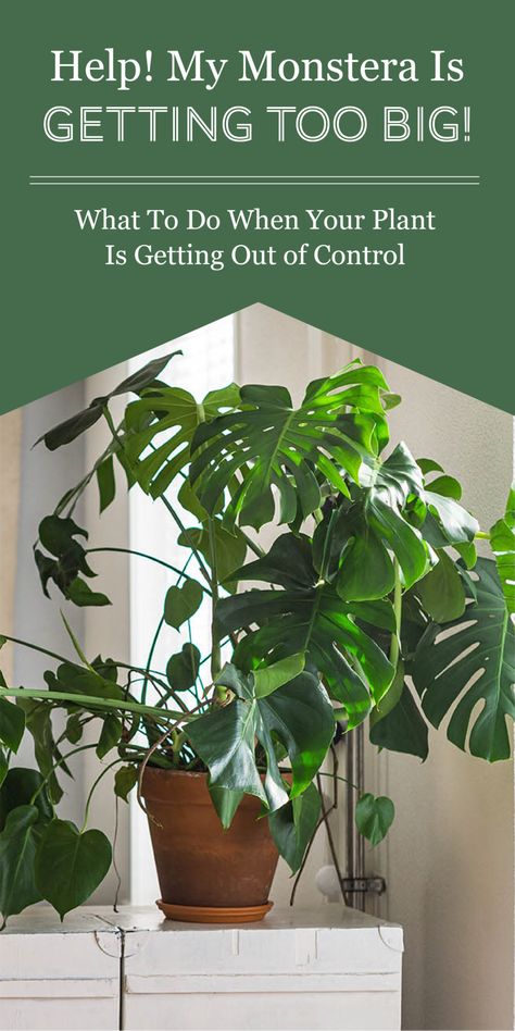 What To Do When Your Monstera Is Growing Too Fast - The Healthy Houseplant Hardy House Plants, Winter House Plants, Winter Plants Indoor, Cold Weather Plants, Plant Mama, Household Plants, Apartment Plants, Inside Plants, Best Indoor Plants