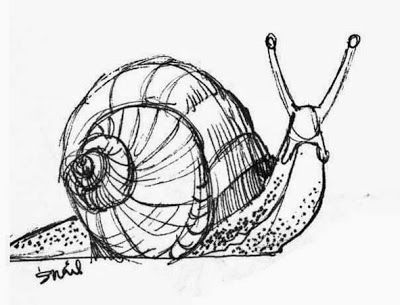 Snail Reference Drawing, Snail Drawing Color, Snail Shell Drawing, Snail Drawing Simple, Snail Drawings, Snail Artwork, Texture Drawings, Snail Drawing, Magic Doodle