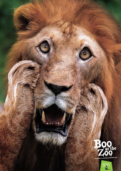 Adelaide Zoo Outdoor Advert By Showpony: Boo at the zoo - lion | Ads of the World™ Zoo Boo, Funny Lion, Lion Images, Lion Pictures, Lion Art, Pet Puppy, Animal Planet, Funny Animal Pictures, Beautiful Cats