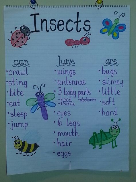 Insects anchor chart Insects Preschool, Bugs Preschool, Insect Activities, Insect Crafts, Insects Theme, Spring Preschool, Creative Curriculum, Kindergarten Science, Preschool Science