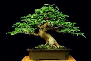 Windswept Bonsai, Tree In A Pot, Bonsai Tree Care, Indoor Bonsai Tree, Asam Jawa, Bonsai Styles, Indoor Bonsai, Bonsai Art, Miniature Trees