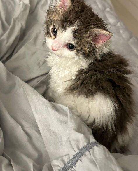 Cat With Curly Fur, Curly Haired Cat, Curly Cat, Selkirk Rex, Korean Instagram, Silly Cats Pictures, Cat Icon, Pretty Animals