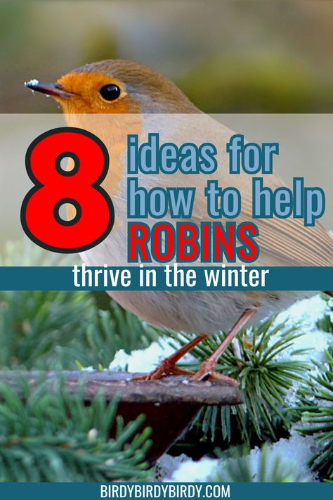 8 Ideas for How to Help Robins Thrive in the Winter Fruit Bearing Trees, Gardening Vegetables, Kinds Of Birds, Winter Bird, How To Attract Birds, Container Gardening Vegetables, Bird Food, Crab Apple, Trees And Shrubs