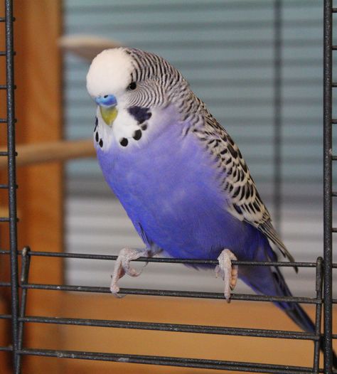 Budgie like Billy Blue Parakeet Colors, Parakeet Care, Budgie Cage, Blue Budgie, Parakeet Cage, Budgie Parakeet, Parakeets, Pet Bird, Exotic Birds