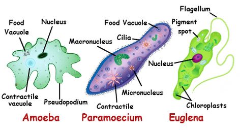 Association: unicellular pond water organisms Amoeba: locomotion ~ pseudopod Paramecium: locomotion ~ cilia Euglena: locomotion ~ flagellum Unicellular And Multicellular Organisms, Unicellular Organisms, Endomembrane System, Nutrition In Plants, Passive Transport, Middle School Bulletin Boards, Cell Theory, Prokaryotic Cell, Eukaryotic Cell