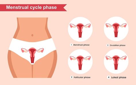 Vector the phase of the menstrual cycle ... | Premium Vector #Freepik #vector #ovary #uterus #anatomy #organ Uterus Anatomy, The Menstrual Cycle, Female Reproductive System, Reproductive System, Premium Vector, Anatomy, Cycling, Quick Saves