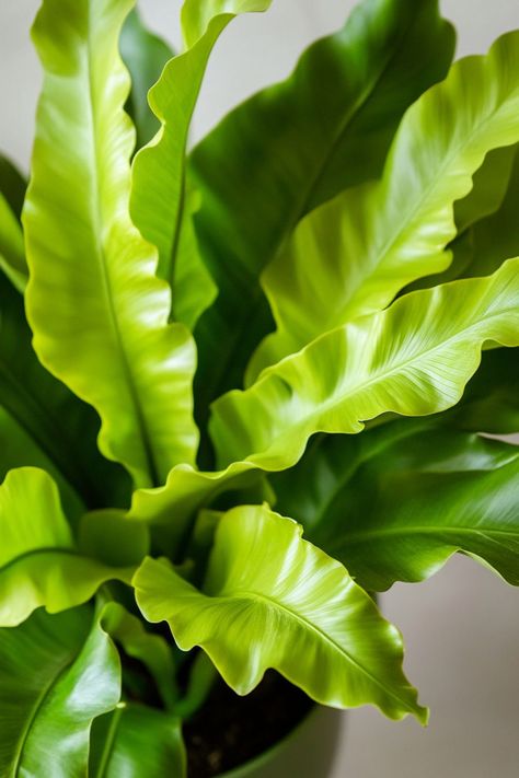 Bird's Nest Fern (Asplenium nidus) is a stunning and easy-care addition to any home! 🌿🏡 With its unique, wavy fronds and vibrant green color, this plant is a delightful blend of beauty and simplicity. Quick to thrive in various light conditions and bursting with air-purifying benefits, Bird's Nest Fern is perfect for adding a touch of lush greenery to your indoor space. 🌱✨ #BirdsNestFern #AspleniumNidus #IndoorPlants #EasyCare #AirPurifying #GreenHome #PlantLover Birds Nest Fern, Frog Ideas, Asplenium Nidus, Pet Frog, Bird's Nest Fern, Plant Vegetables, Pet Frogs, Birds Nest, Air Purifying