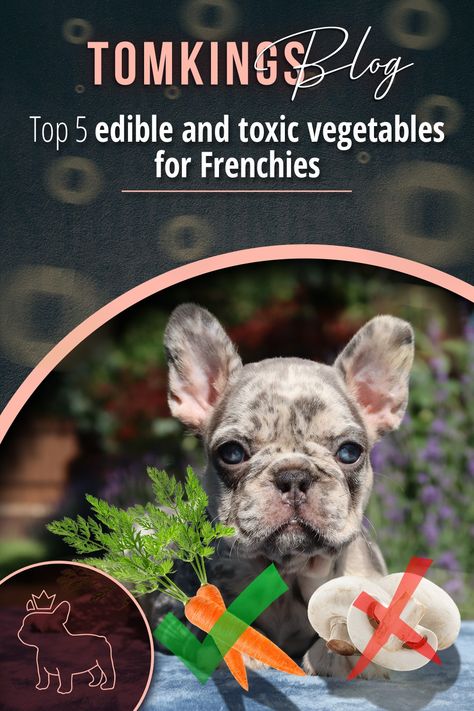 French Bulldog Raw Food Diet, Homemade Frenchie Dog Food, Frenchie Food Recipe, Homemade Dog Food For French Bulldogs, French Bulldog Food Recipes, Toxic Vegetables, Frenchie Tips, Dog Safe Vegetables, Toxic For Dogs