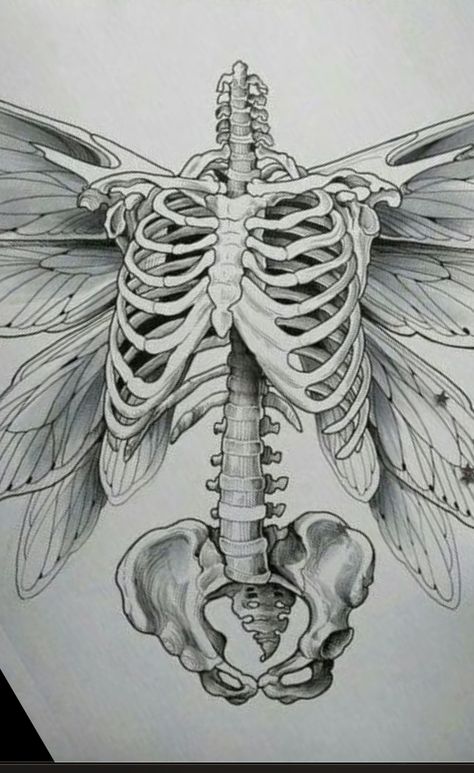 Medical Drawings Sketches, Ribcage Drawing, Skeleton With Wings, Drawings For Tattoos, Beautiful Skeleton, Where Tattoo, Line Tattoo Ideas, Skeleton Drawings, Arte Grunge